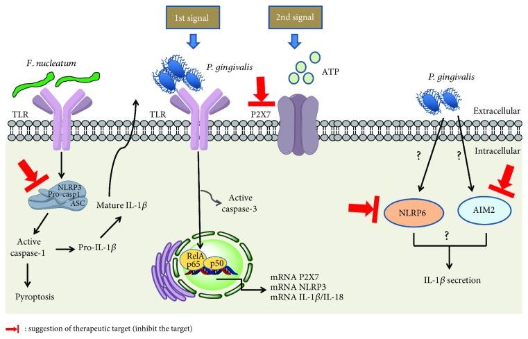 https://cdn.ncbi.nlm.nih.gov/pmc/blobs/8638/6612971/85c401fe6639/MI2019-7241312.004.jpg