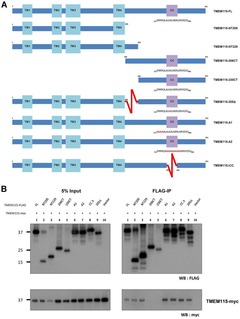 https://cdn.ncbi.nlm.nih.gov/pmc/blobs/863a/4077589/f92de8271644/jcs-127-13-2825-f05.jpg