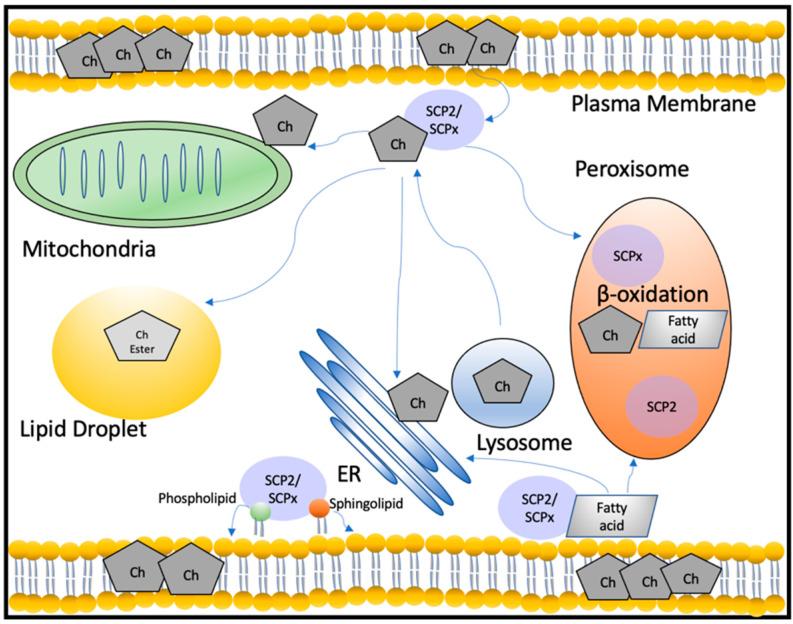 https://cdn.ncbi.nlm.nih.gov/pmc/blobs/863a/9602805/c8ee15568b7b/ijms-23-12115-g002.jpg