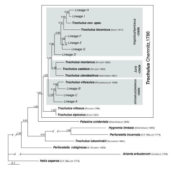 https://cdn.ncbi.nlm.nih.gov/pmc/blobs/863b/1310604/c3cdb7fae819/1471-2148-5-59-2.jpg