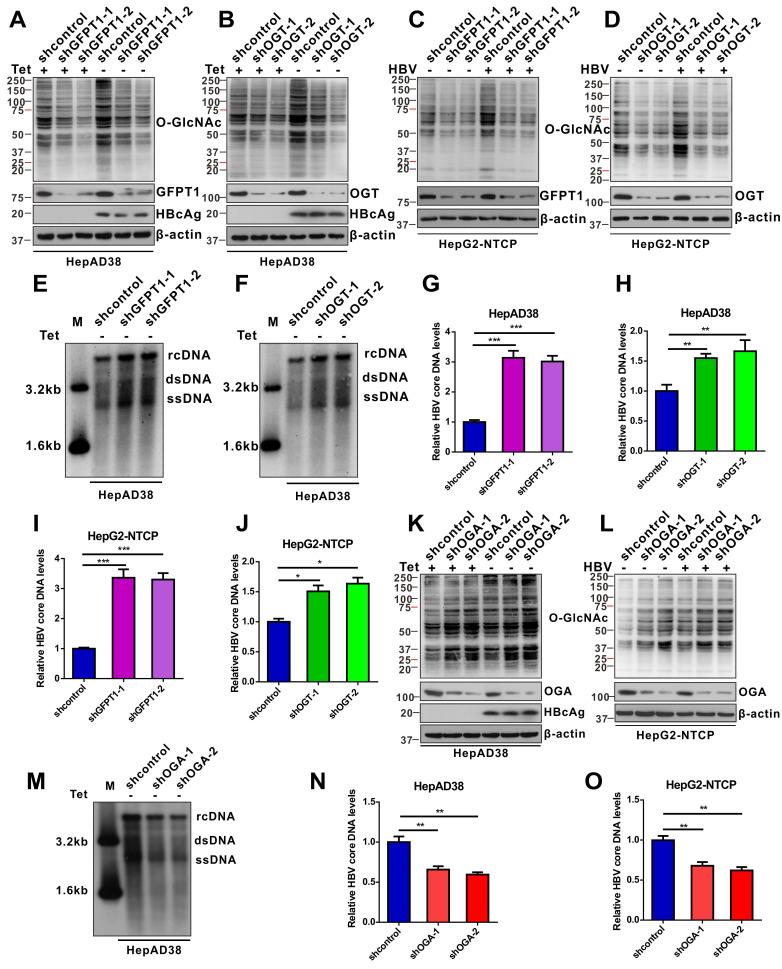 https://cdn.ncbi.nlm.nih.gov/pmc/blobs/863b/7738853/1e52f6d3d156/thnov11p0805g003.jpg