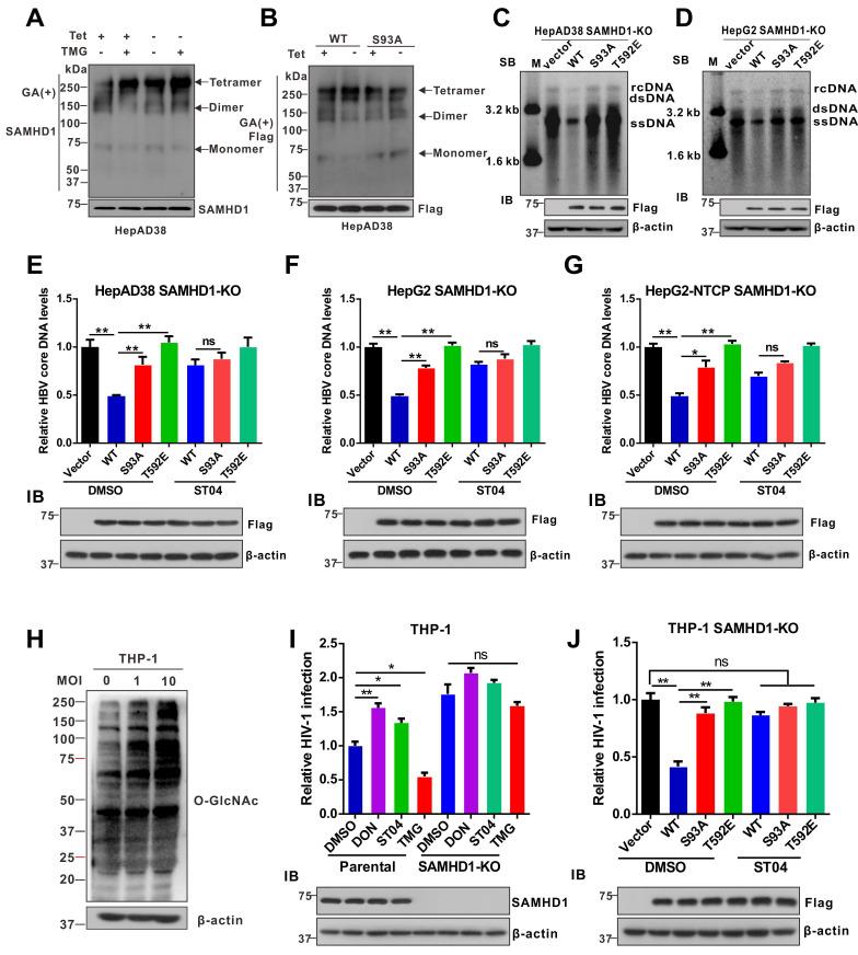 https://cdn.ncbi.nlm.nih.gov/pmc/blobs/863b/7738853/db72eaa8c4df/thnov11p0805g006.jpg