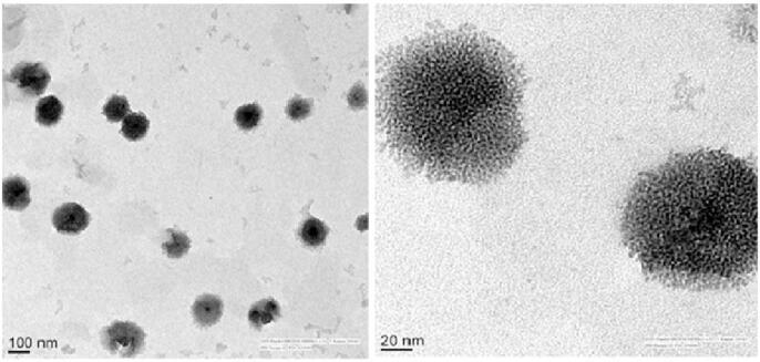 https://cdn.ncbi.nlm.nih.gov/pmc/blobs/863e/8717166/9b42974dd6ba/gr5.jpg