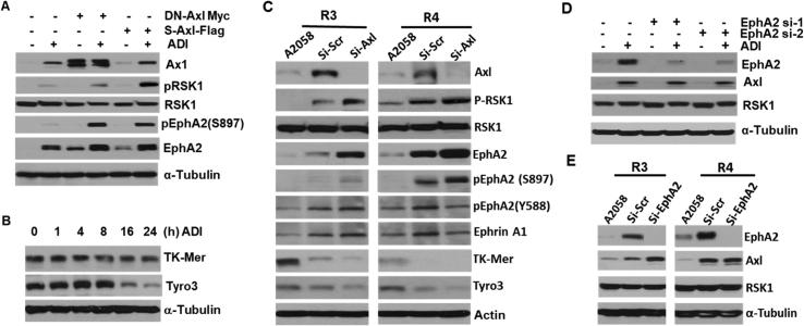 https://cdn.ncbi.nlm.nih.gov/pmc/blobs/863f/6938815/33e54ac3f8d1/gr4.jpg