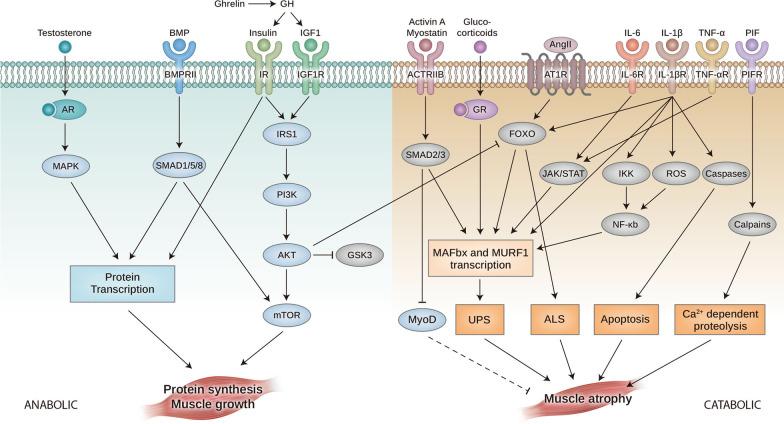 https://cdn.ncbi.nlm.nih.gov/pmc/blobs/8642/10204324/3f1b5f5a56fa/13045_2023_1454_Fig2_HTML.jpg