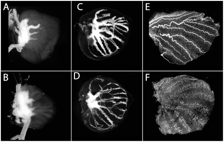 https://cdn.ncbi.nlm.nih.gov/pmc/blobs/8645/7189656/e958e9790aac/mps-03-00005-g002.jpg