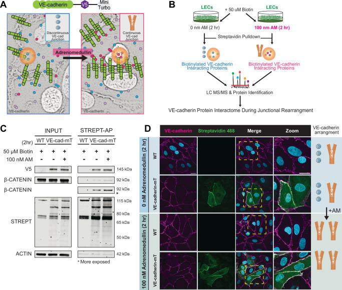 https://cdn.ncbi.nlm.nih.gov/pmc/blobs/8646/11374903/0634fd7e9e80/41467_2024_51918_Fig1_HTML.jpg