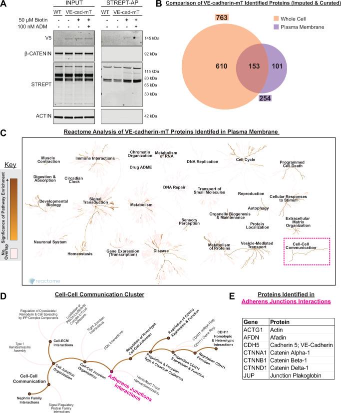 https://cdn.ncbi.nlm.nih.gov/pmc/blobs/8646/11374903/450be22f085e/41467_2024_51918_Fig3_HTML.jpg