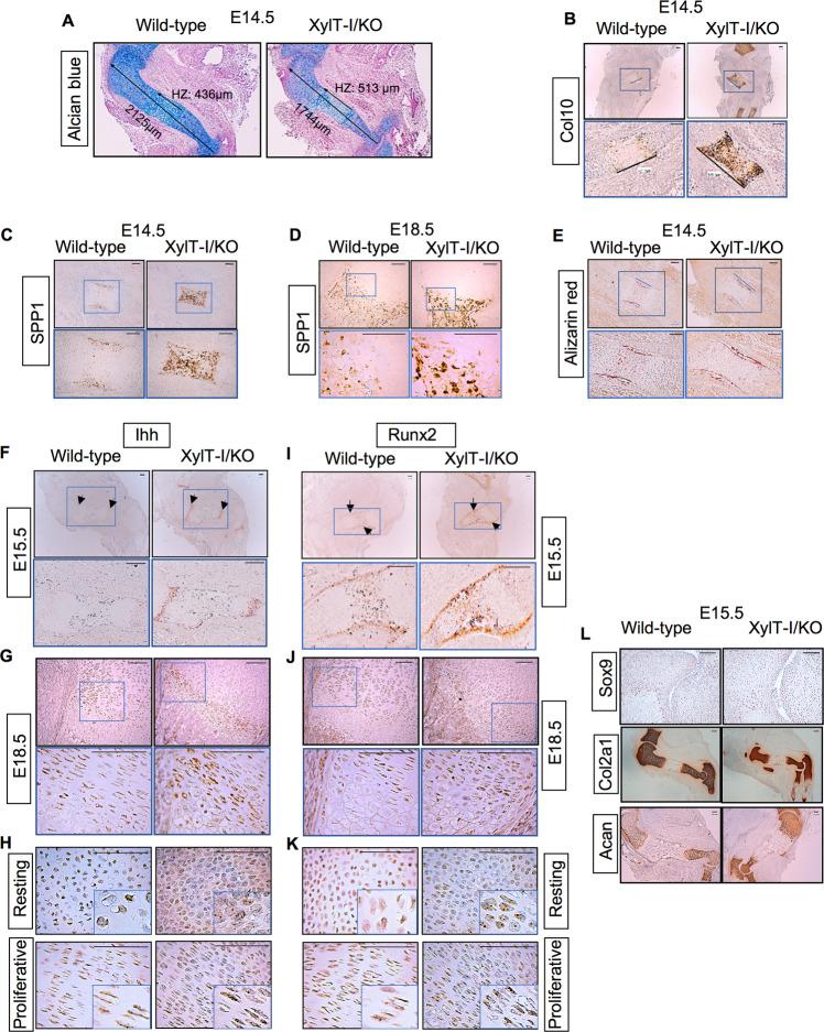 https://cdn.ncbi.nlm.nih.gov/pmc/blobs/8649/10256685/376613e6aca0/41419_2023_5875_Fig3_HTML.jpg