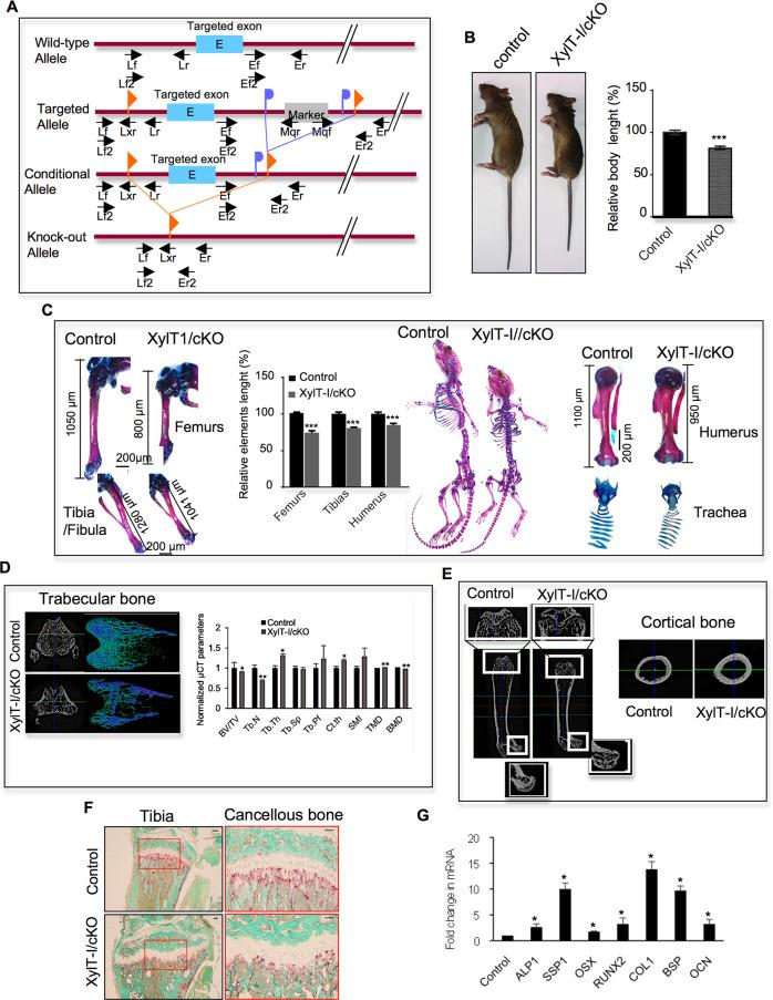 https://cdn.ncbi.nlm.nih.gov/pmc/blobs/8649/10256685/a6c7f4cae81a/41419_2023_5875_Fig6_HTML.jpg