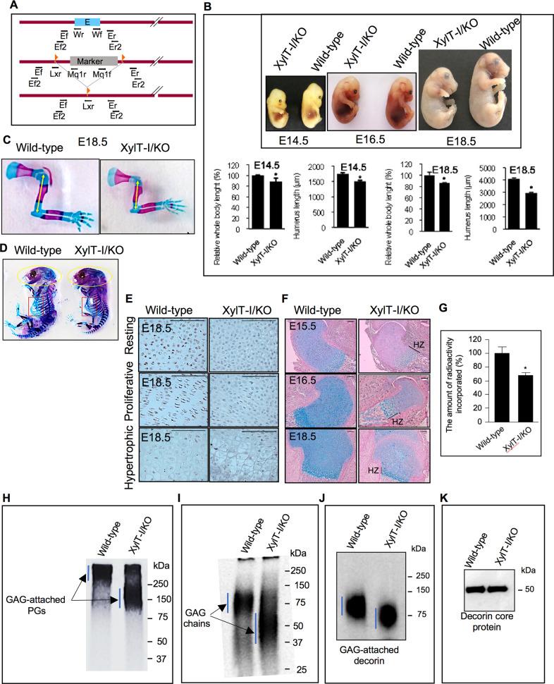https://cdn.ncbi.nlm.nih.gov/pmc/blobs/8649/10256685/abf72b878ef7/41419_2023_5875_Fig1_HTML.jpg