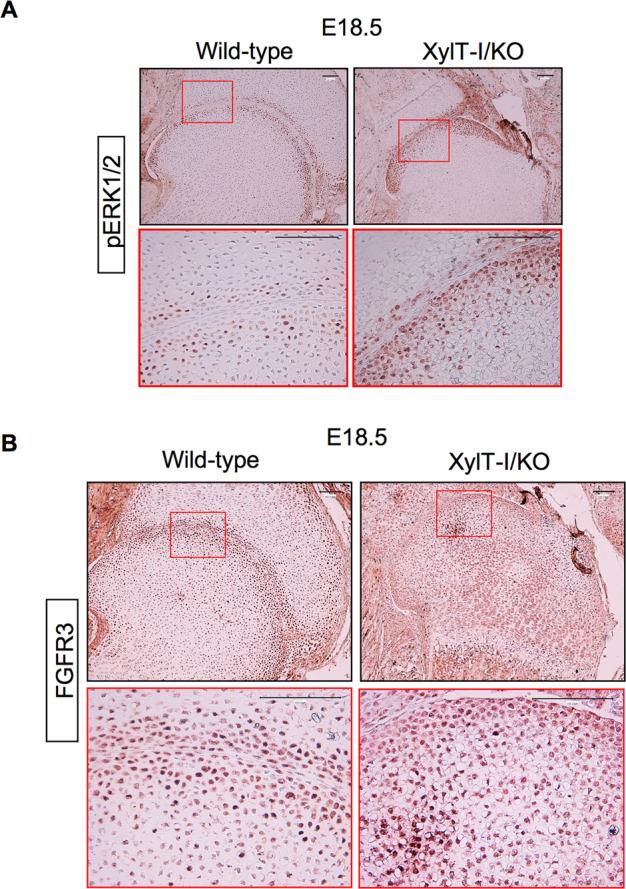 https://cdn.ncbi.nlm.nih.gov/pmc/blobs/8649/10256685/e0ce79e0fc87/41419_2023_5875_Fig5_HTML.jpg