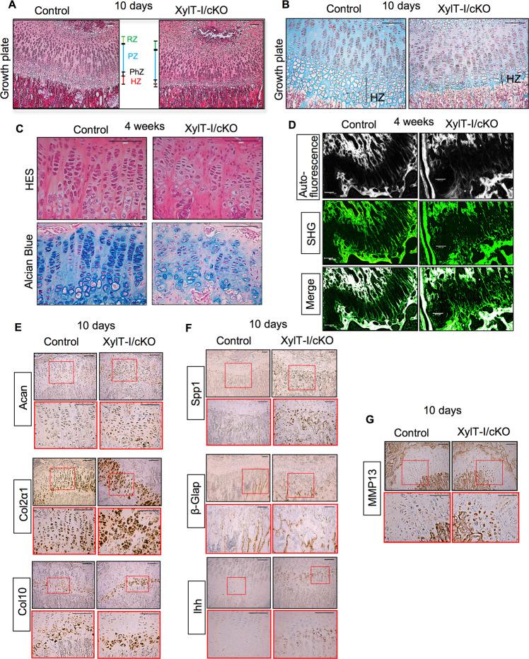 https://cdn.ncbi.nlm.nih.gov/pmc/blobs/8649/10256685/eaecbddd7439/41419_2023_5875_Fig7_HTML.jpg