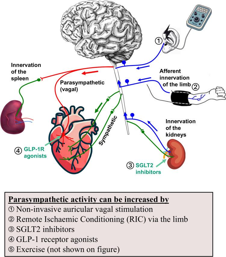 https://cdn.ncbi.nlm.nih.gov/pmc/blobs/8653/11976342/9d58b304f212/395_2024_1094_Fig2_HTML.jpg
