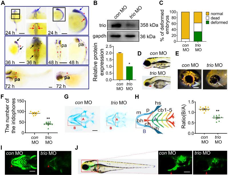 https://cdn.ncbi.nlm.nih.gov/pmc/blobs/8655/7977452/0762ac5b2139/thnov11p4316g001.jpg