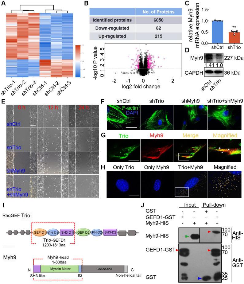 https://cdn.ncbi.nlm.nih.gov/pmc/blobs/8655/7977452/6221098e3eca/thnov11p4316g005.jpg