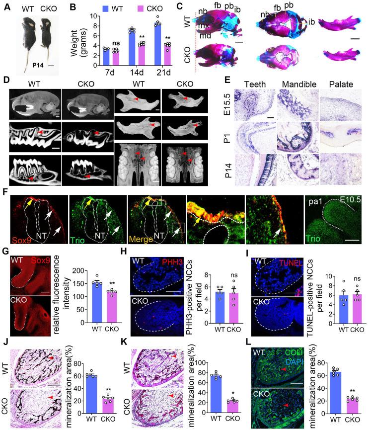 https://cdn.ncbi.nlm.nih.gov/pmc/blobs/8655/7977452/c64820d5e84d/thnov11p4316g003.jpg