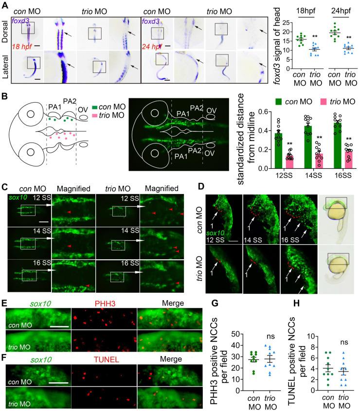 https://cdn.ncbi.nlm.nih.gov/pmc/blobs/8655/7977452/e5330c5adb67/thnov11p4316g002.jpg