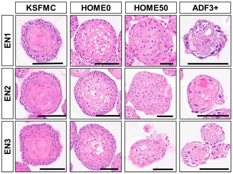 https://cdn.ncbi.nlm.nih.gov/pmc/blobs/8656/11430971/b4aa3debb6be/biomolecules-14-01126-g004.jpg