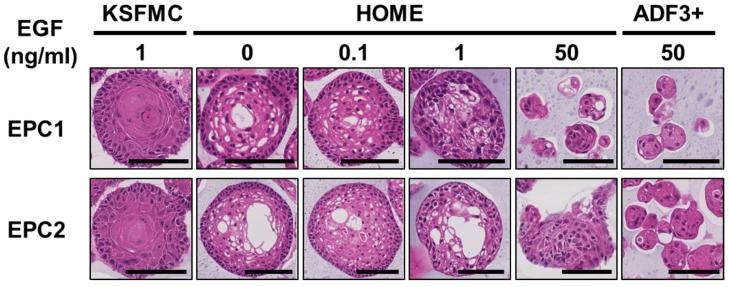 https://cdn.ncbi.nlm.nih.gov/pmc/blobs/8656/11430971/c751841848dd/biomolecules-14-01126-g002.jpg