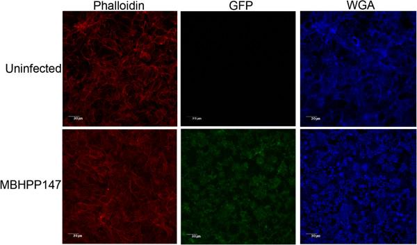 https://cdn.ncbi.nlm.nih.gov/pmc/blobs/865a/4015846/4942da7397dd/1746-6148-9-213-5.jpg