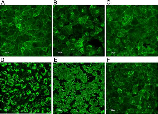 https://cdn.ncbi.nlm.nih.gov/pmc/blobs/865a/4015846/8d24e8105efb/1746-6148-9-213-3.jpg