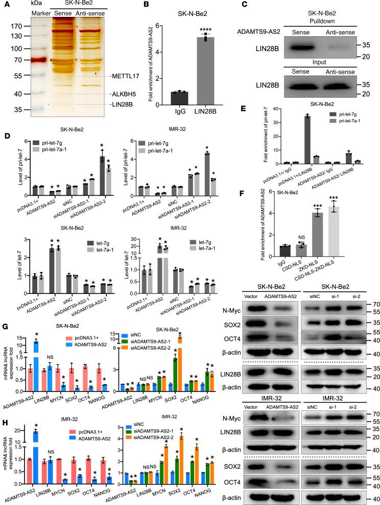 https://cdn.ncbi.nlm.nih.gov/pmc/blobs/865b/10721320/0744c25bcd8f/jciinsight-8-165703-g121.jpg