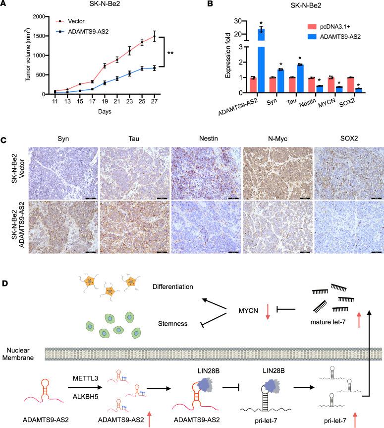 https://cdn.ncbi.nlm.nih.gov/pmc/blobs/865b/10721320/c3e13c1e667c/jciinsight-8-165703-g124.jpg