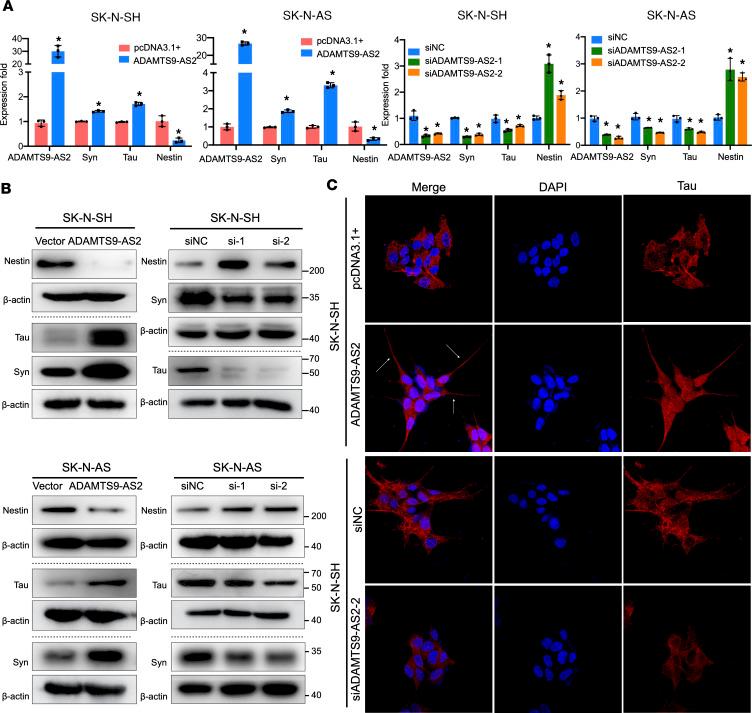 https://cdn.ncbi.nlm.nih.gov/pmc/blobs/865b/10721320/d88fb2446967/jciinsight-8-165703-g119.jpg