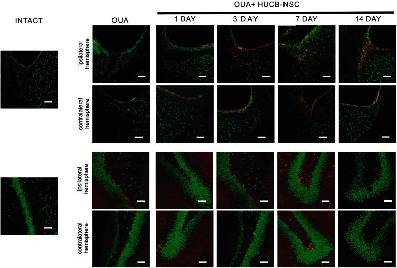https://cdn.ncbi.nlm.nih.gov/pmc/blobs/8663/5085993/9711d9a95c58/12035_2015_9530_Fig5_HTML.jpg