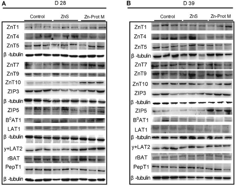 https://cdn.ncbi.nlm.nih.gov/pmc/blobs/8665/10014343/a8e0834b7764/gr1.jpg