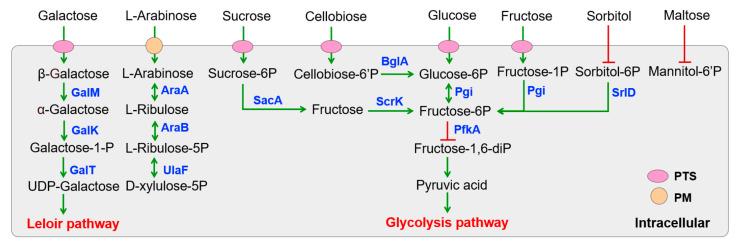 https://cdn.ncbi.nlm.nih.gov/pmc/blobs/8668/12346754/9cbf7f28ebb5/foods-14-02690-g002.jpg