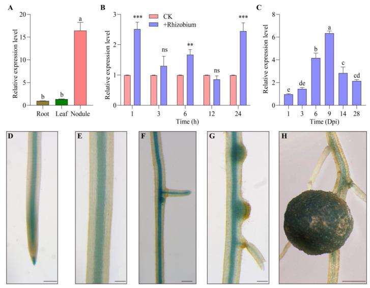 https://cdn.ncbi.nlm.nih.gov/pmc/blobs/866a/11988455/0c11c591d5b7/ijms-26-02965-g002.jpg
