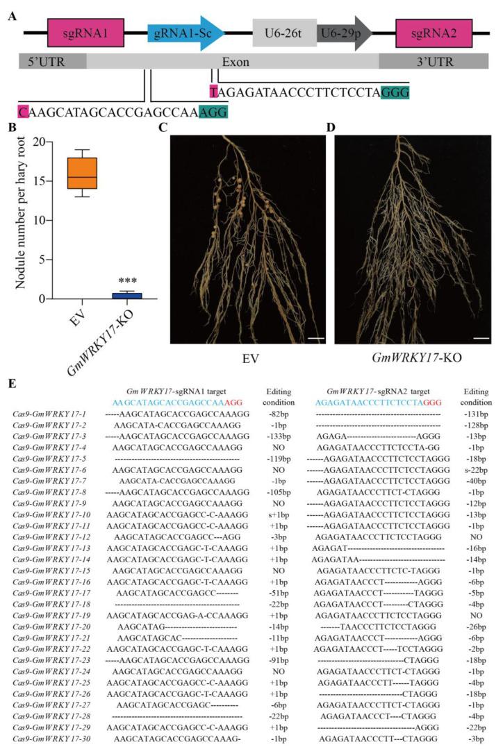 https://cdn.ncbi.nlm.nih.gov/pmc/blobs/866a/11988455/903f6fe153c9/ijms-26-02965-g006.jpg