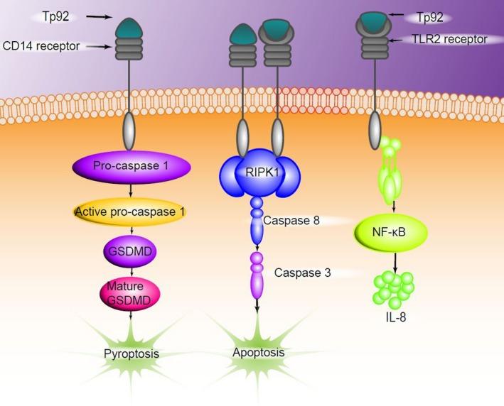 https://cdn.ncbi.nlm.nih.gov/pmc/blobs/866f/6237608/772ed5036f5f/JCMM-22-6039-g012.jpg