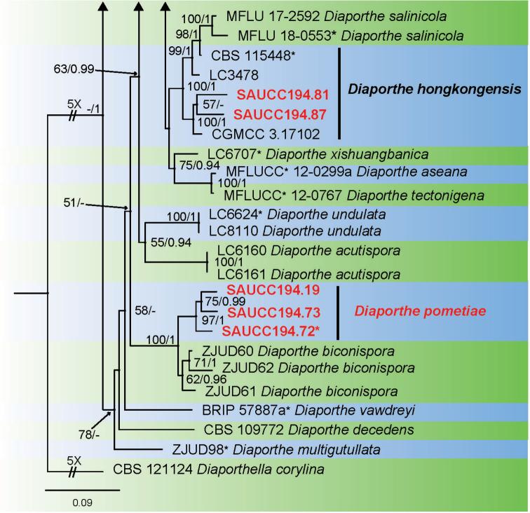 https://cdn.ncbi.nlm.nih.gov/pmc/blobs/8671/7910272/66d53387e47e/mycokeys-78-049-g003.jpg