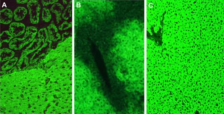 https://cdn.ncbi.nlm.nih.gov/pmc/blobs/8672/9464171/5f5c8e541c35/12016_2021_8888_Fig4_HTML.jpg