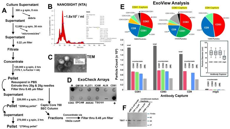 https://cdn.ncbi.nlm.nih.gov/pmc/blobs/8673/11641215/e1b485c1e412/ijms-25-12731-g002.jpg