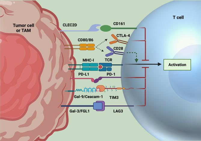 https://cdn.ncbi.nlm.nih.gov/pmc/blobs/8673/8636733/6dab3ebb7890/fimmu-12-777073-g001.jpg
