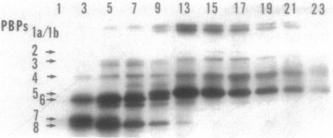 https://cdn.ncbi.nlm.nih.gov/pmc/blobs/8675/210414/b519dd8ed62a/jbacter00176-0456-b.jpg