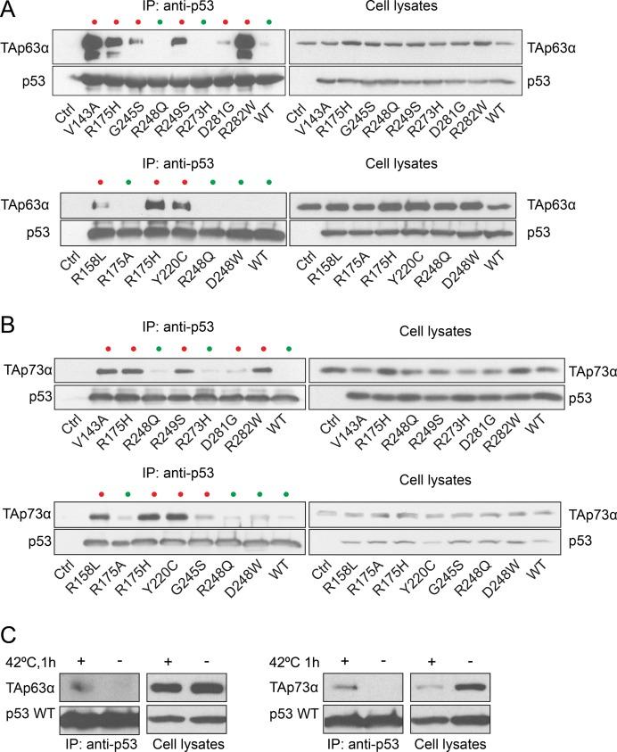https://cdn.ncbi.nlm.nih.gov/pmc/blobs/8675/5669876/ffd2412b653f/oncotarget-08-82123-g002.jpg