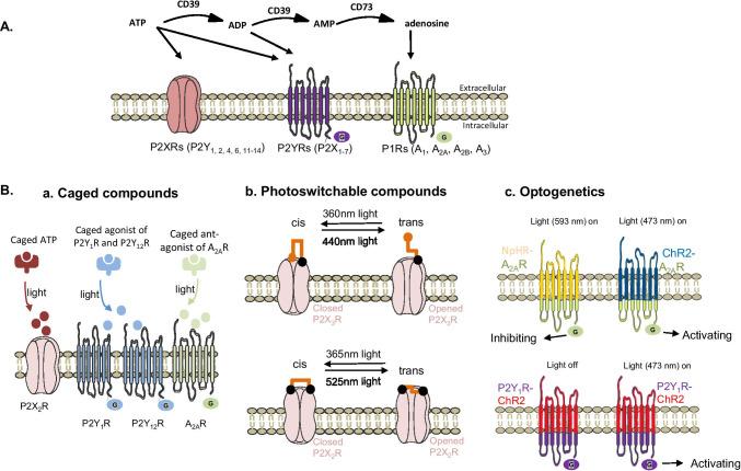 https://cdn.ncbi.nlm.nih.gov/pmc/blobs/8679/8410941/ff15d155c017/11302_2021_9799_Fig1_HTML.jpg