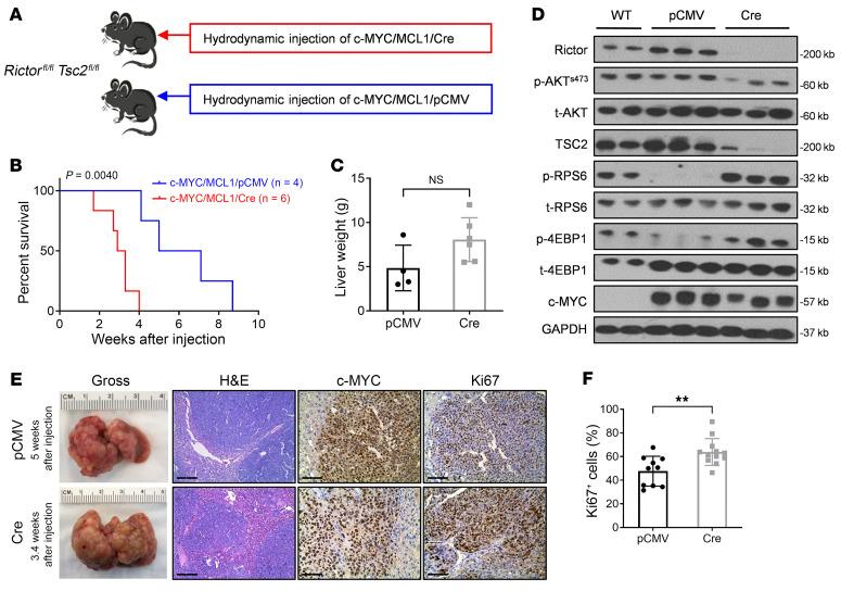 https://cdn.ncbi.nlm.nih.gov/pmc/blobs/867a/11563669/b6928bc3b6df/jci-134-174415-g200.jpg