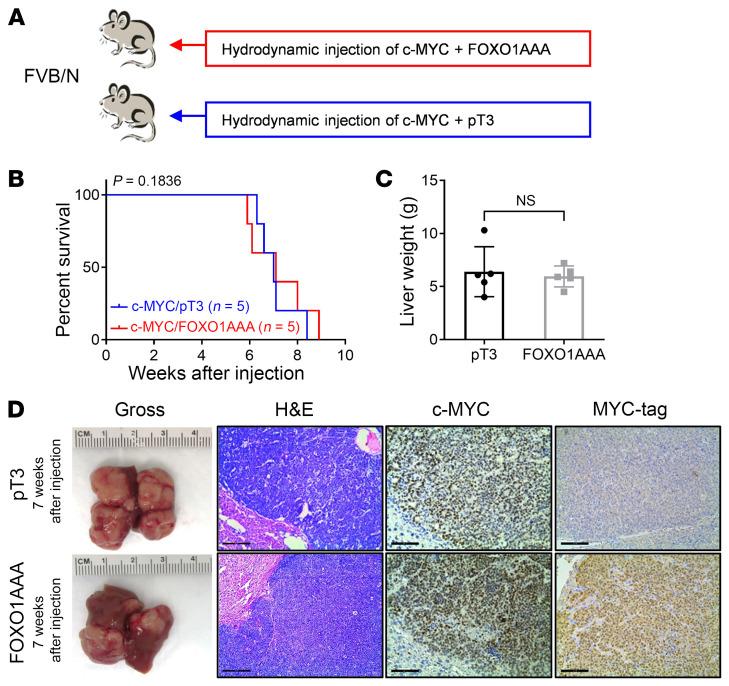 https://cdn.ncbi.nlm.nih.gov/pmc/blobs/867a/11563669/bef58ed5755c/jci-134-174415-g199.jpg