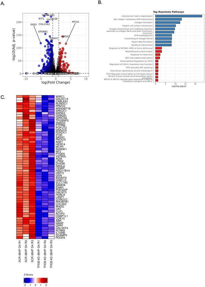 https://cdn.ncbi.nlm.nih.gov/pmc/blobs/867d/12266763/0ca336148226/ACEL-24-e70083-g009.jpg