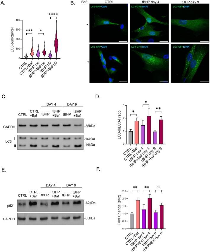 https://cdn.ncbi.nlm.nih.gov/pmc/blobs/867d/12266763/147830d9c7a0/ACEL-24-e70083-g006.jpg