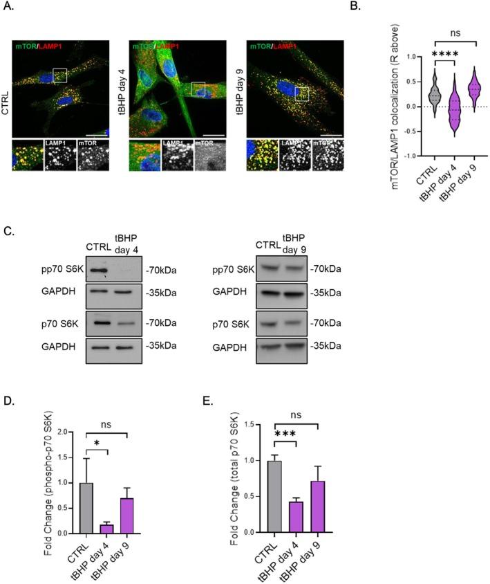 https://cdn.ncbi.nlm.nih.gov/pmc/blobs/867d/12266763/414a2802047b/ACEL-24-e70083-g002.jpg
