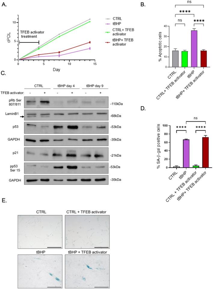 https://cdn.ncbi.nlm.nih.gov/pmc/blobs/867d/12266763/5c07f13a0f14/ACEL-24-e70083-g008.jpg
