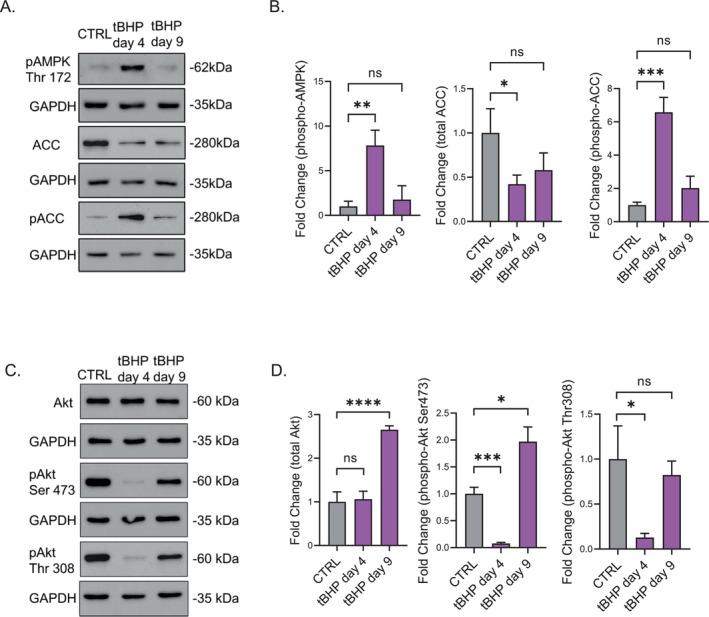 https://cdn.ncbi.nlm.nih.gov/pmc/blobs/867d/12266763/88ed6576ee6b/ACEL-24-e70083-g003.jpg