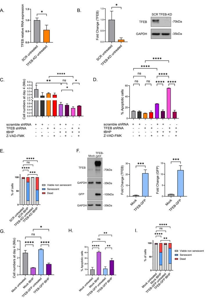 https://cdn.ncbi.nlm.nih.gov/pmc/blobs/867d/12266763/b65a35281ee3/ACEL-24-e70083-g005.jpg